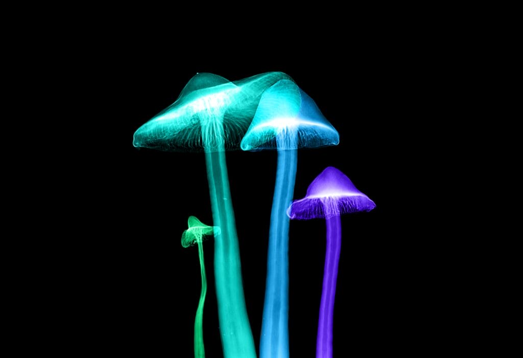 Magic Mushroom 