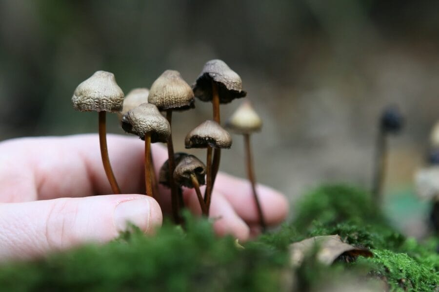 Guide to Magic Mushrooms