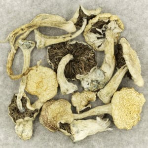 Magic Mushroom - Leucistic Burma