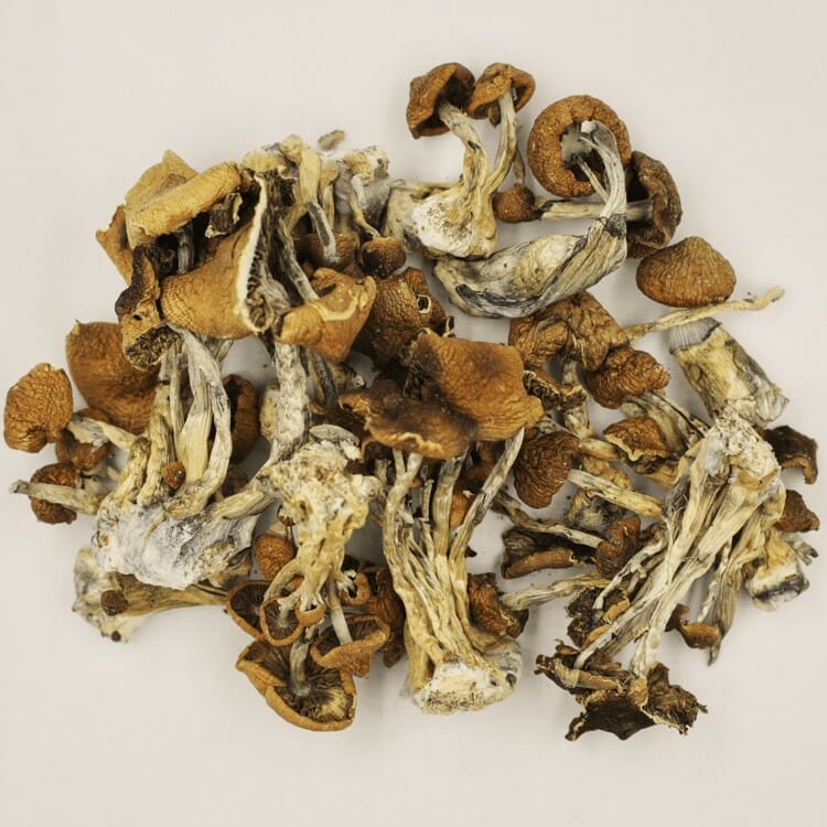 Buy Various High-Quality Mushroom Products at Zoomies Canada