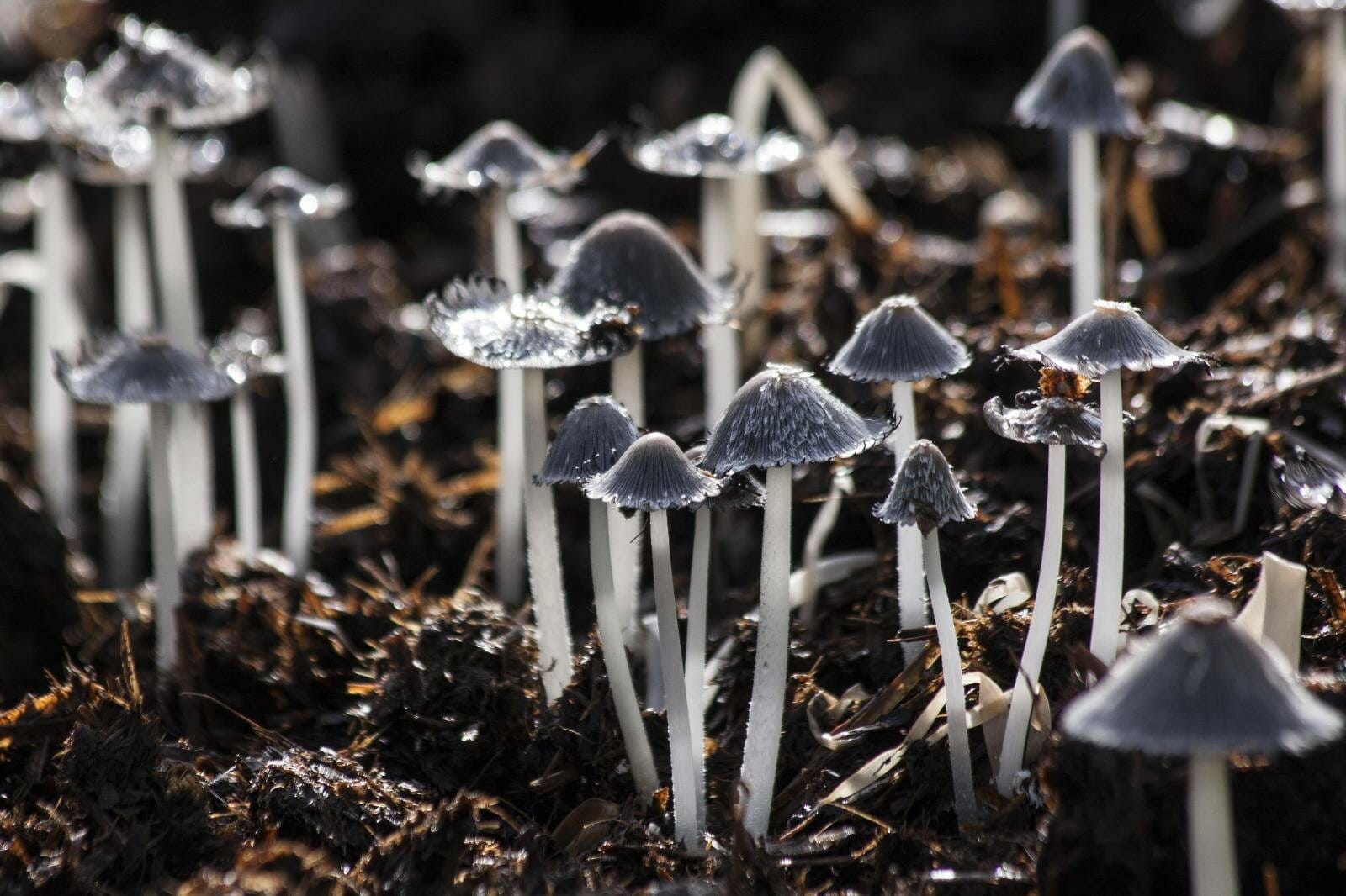Duration of Psilocybin Mushroom Effects: Examining the Role of Different Factors On How Long Shrooms Last
