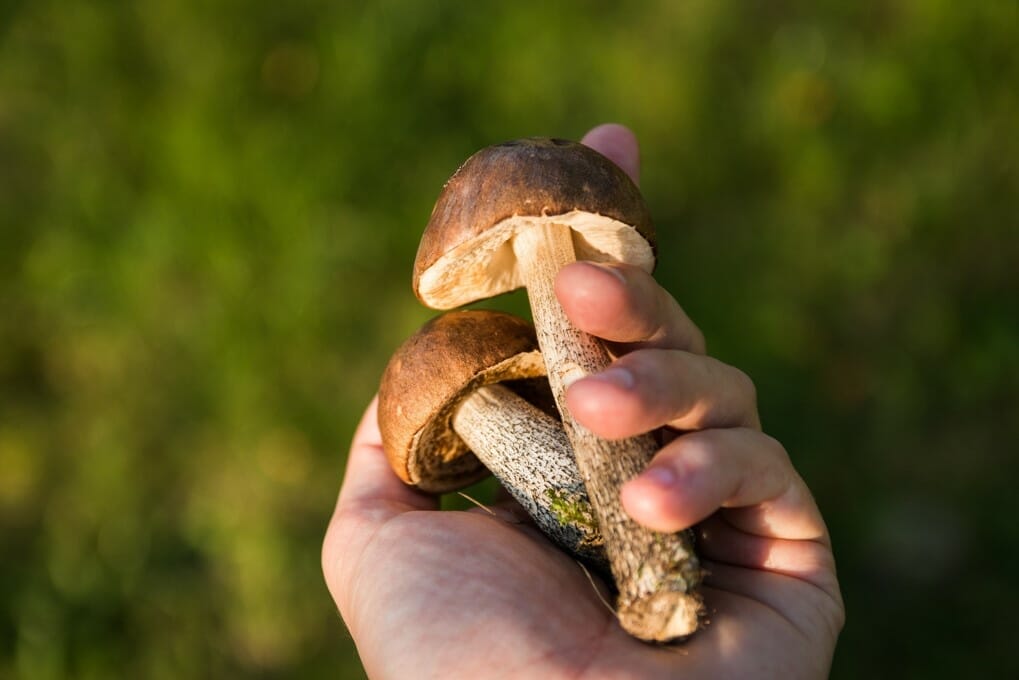 Buy Shrooms Online to Fight Diabetes Today
