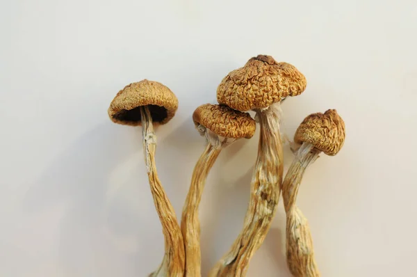 Golden Teacher Mushrooms: A Beginner’s Guide to Understanding the Benefits and Effects of Golden Teacher Magic Mushroom Strain