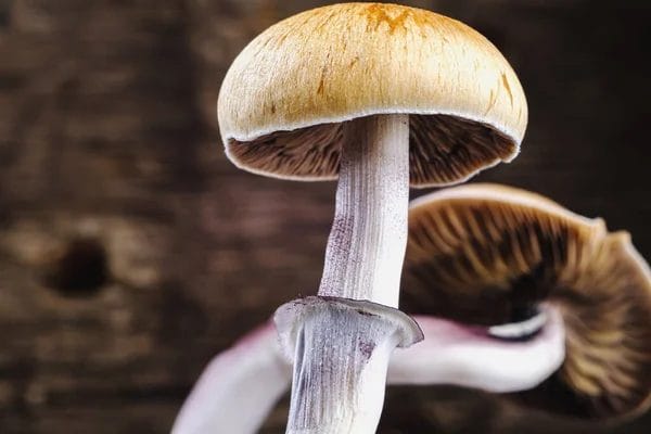 Effortless Wellness: How a Magic Mushroom Dispensary Caters to Busy Lifestyles