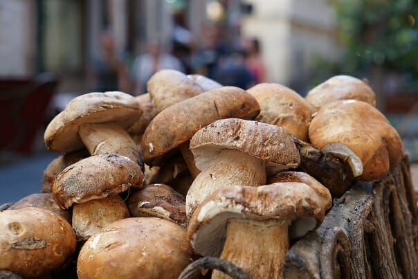 Dried Magic Mushrooms