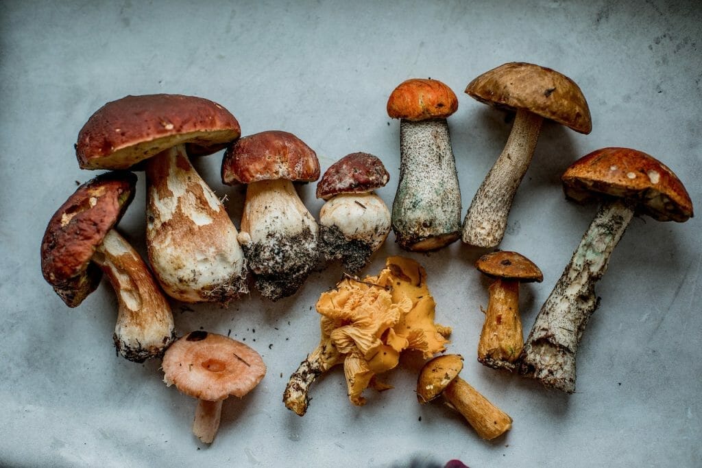 Dried Magic Mushrooms