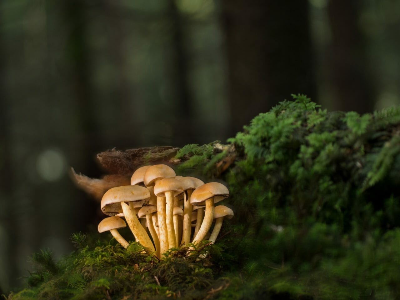 The Strongest Magic Mushroom Species Ranked By Potency: Insights Into Potent Magic Mushroom Strain And Psilocybin Mushrooms