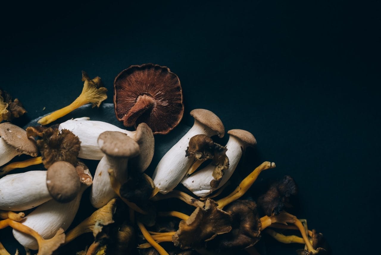 Research Shows Psychedelic Dried Shrooms Evoke a ‘Waking Dream’ Sensation