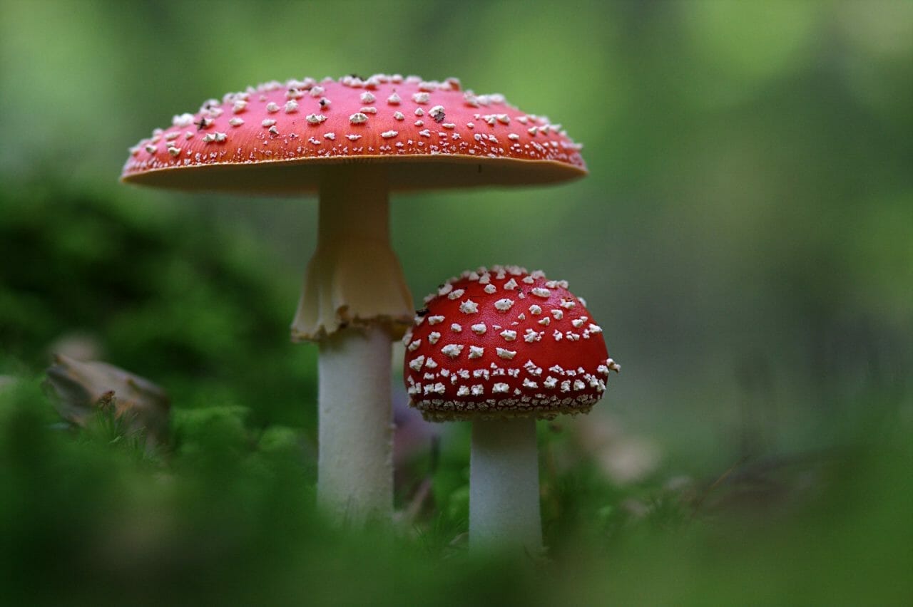 The Rise of Magic Mushrooms Canada: Top Shrooms To Try