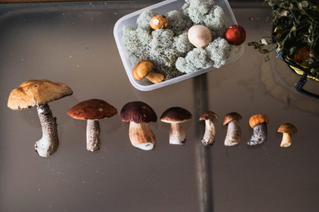 Buy Magic Mushrooms