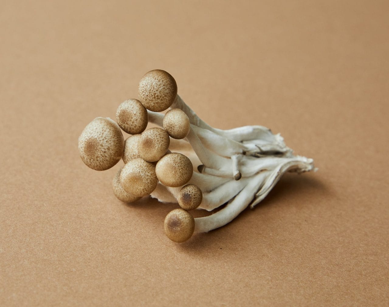 Penis Envy: A Closer Look at the Strongest Mushroom Strain