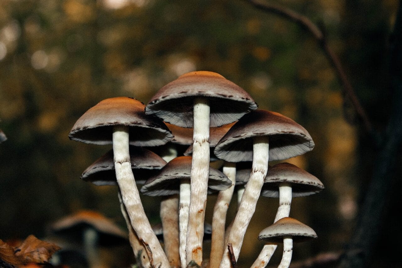 A Case Series on Microdose Mushrooms for Chronic Pain Relief