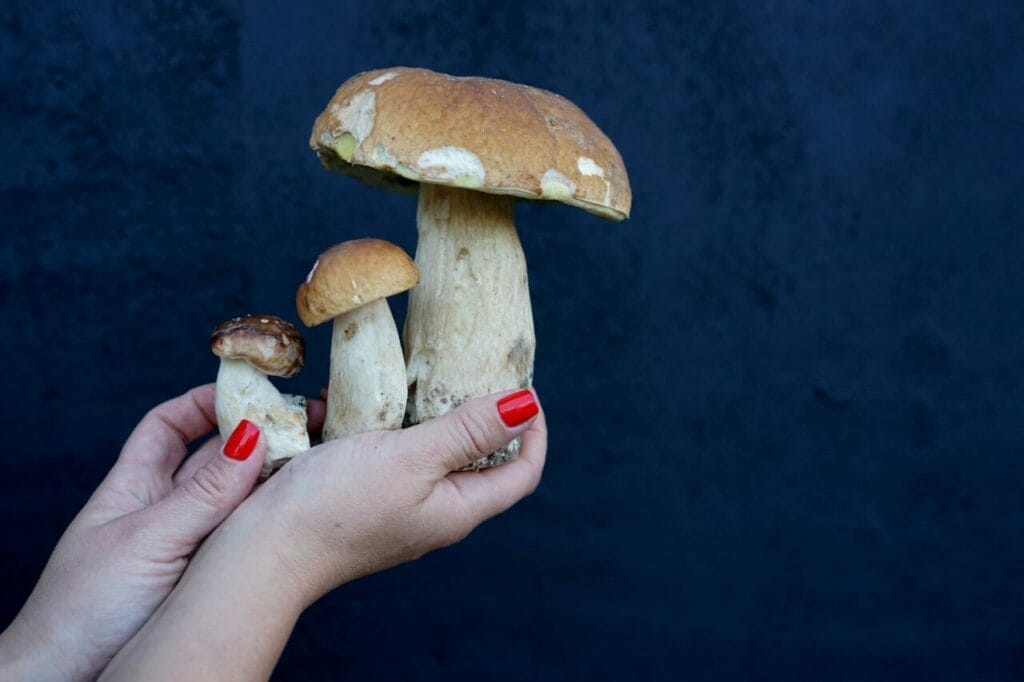 Consuming Magic Mushrooms