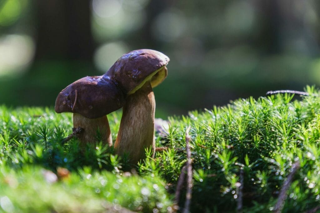 penis envy mushroom