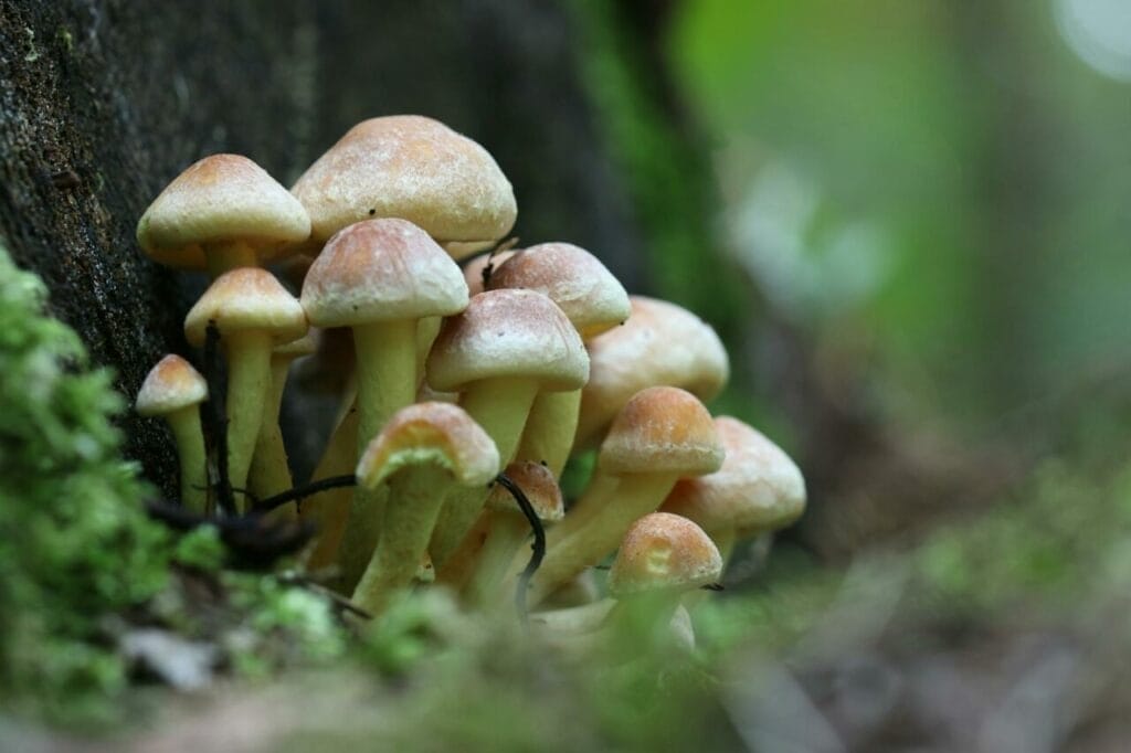 Is Penis Envy Mushroom the Holy Grail of Psychedelics?