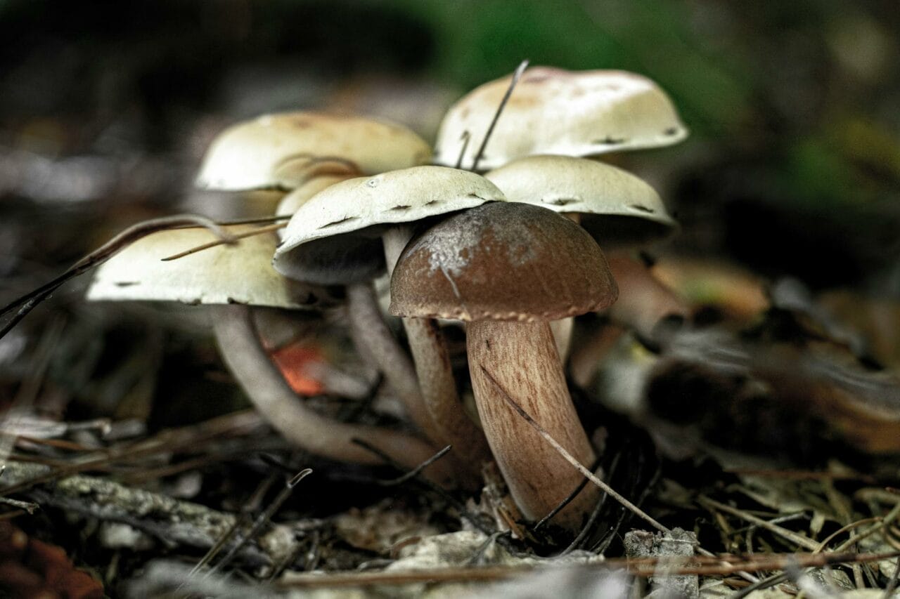 Brazilian Magic Mushrooms or Costa Rican Psilocybe Cubensis: Which Psilocybin Mushroom is Right for You?
