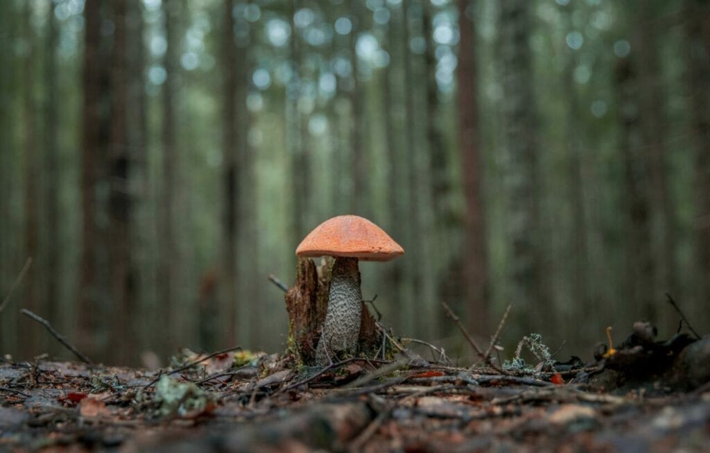 Afoordable magic mushrooms in Canada