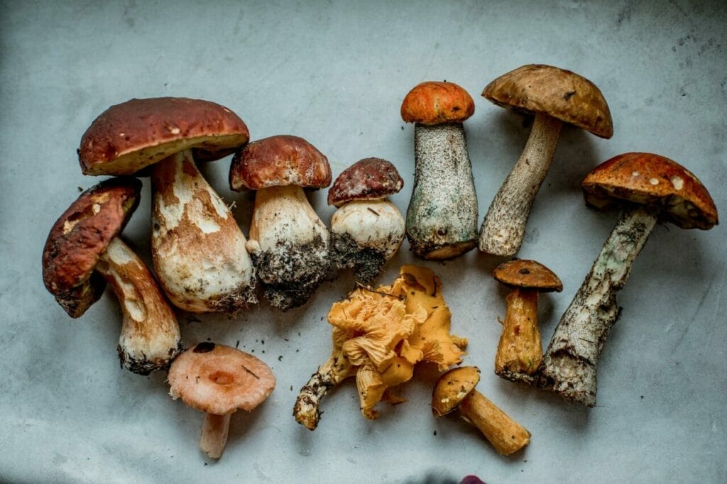 Magic Mushrooms Montreal