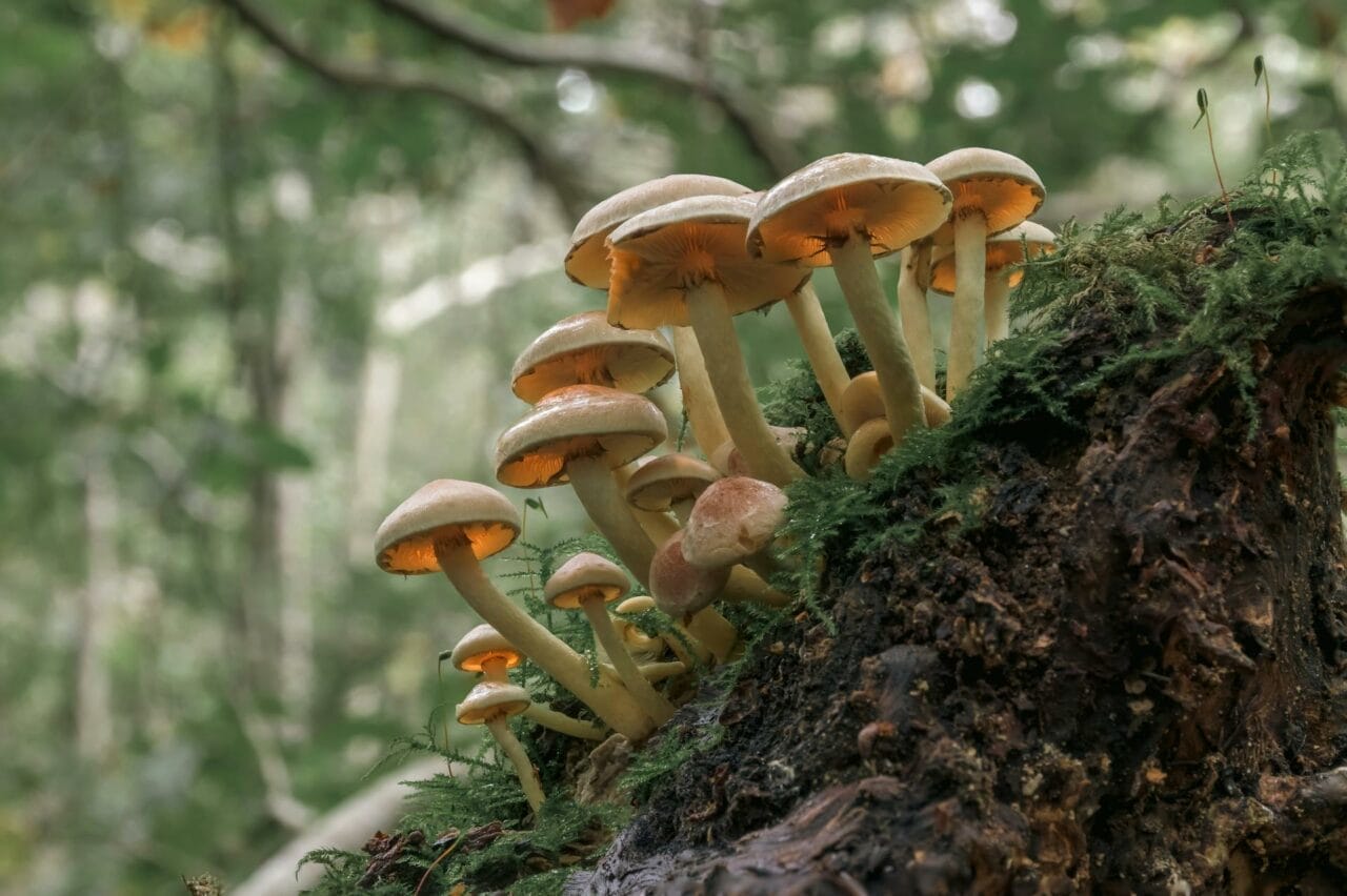 Psilocybin in Magic Mushrooms Boost Sexual Functioning and Satisfaction