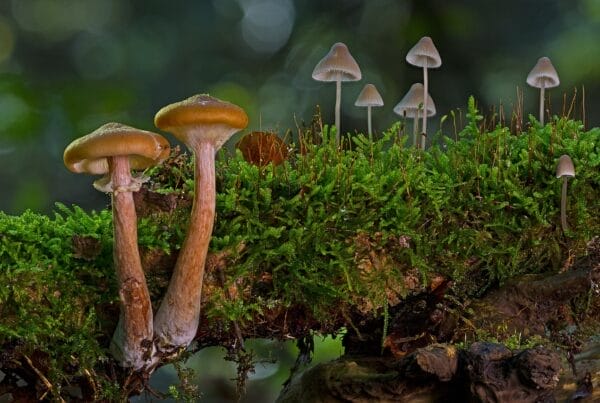 magic mushroom in Canada